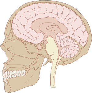 Турецкое седло мозга человека