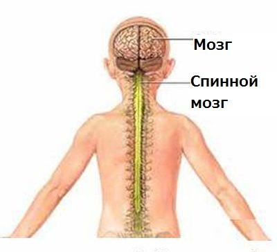 Менингит спинного мозга и его отличия от менингита головы