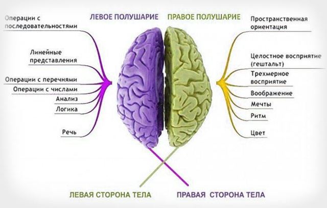 Большие полушария человеческого головного мозга