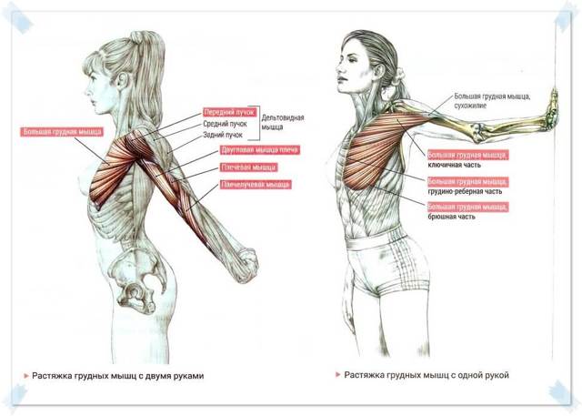 Упражнения при межреберной невралгии в грудной области слева и справа: лфк, лечебная гимнастика, зарядка, йога
