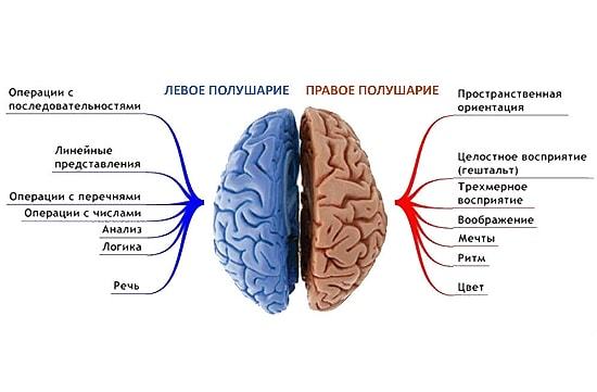 Головной мозг строение и функции среднего, промежуточного, продолговатого, переднего мозга человека, схема, из каких отделов состоит, функции теменной доли, больших полушарий