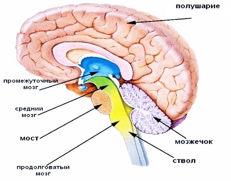 Продолговатый мозг, строение, функции и развитие