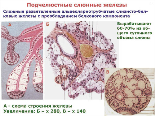 Протоки слюнных желез: определение, строение, виды, выполняемые функции, анатомия, физиология, возможные заболевания и методы лечения