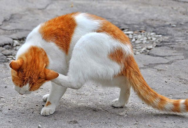 Кошачий лишай у человека: как выглядит, лечение в домашних условиях