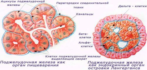 Липофиброз поджелудочной железы