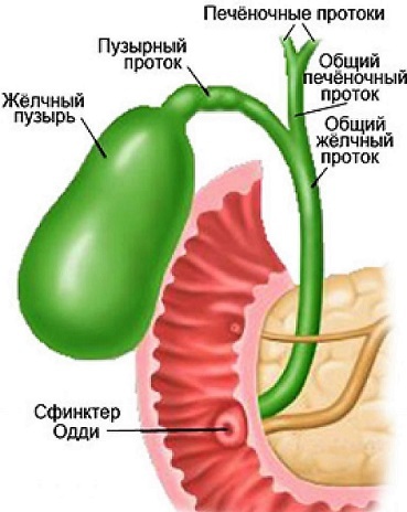 Поджелудочная железа - где находится и как болит орган человека