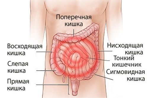 Заболевание кишечника: признаки, диета, и диагностика болезни