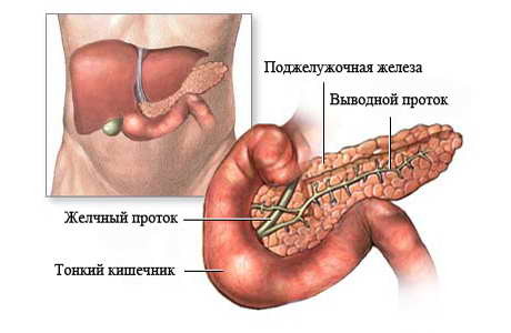 Роль поджелудочной железы в организме человека: симптомы заболеваний и лечение
