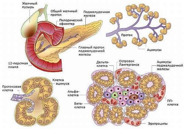 Гормоны поджелудочной железы и их функции, анализы на ферменты