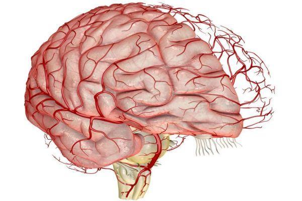 Как укреплять сосуды головного мозга народными средствами и лекарственными препаратами?