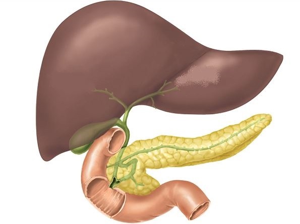  изменения печени и поджелудочной железы - Центр здоровья