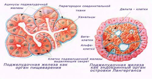 Поджелудочная железа вырабатывает какие гормоны?