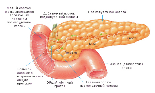 Роль поджелудочной железы в организме человека: симптомы заболеваний и лечение