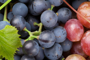 Понос от винограда – почему и в каких случаях может случиться расстройство стула?