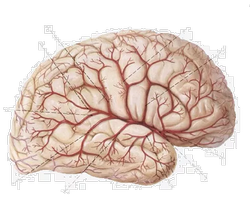 Глиза в головном мозге в белых веществах (единичные) на МРТ: что это такое?