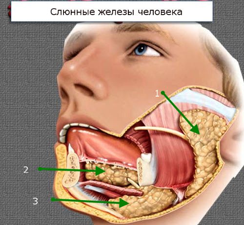 Протоки слюнных желез: определение, строение, виды, выполняемые функции, анатомия, физиология, возможные заболевания и методы лечения