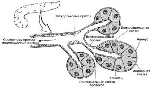 Поджелудочная железа вырабатывает какие гормоны?