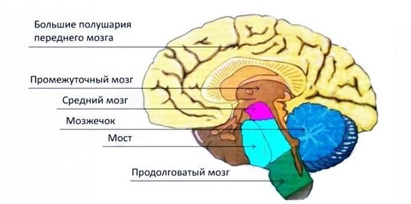 Отделы головного мозга человека и их функции