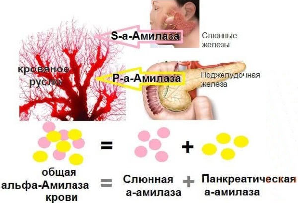 Альфа амилаза повышена в крови - причины, норма и лечение у взрослых