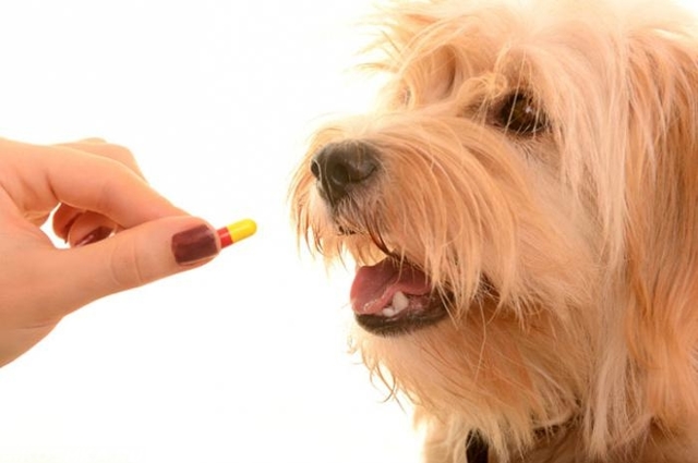 Гастрит у собак — симптоматика и рекомендуемое питание
