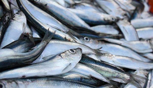 Селедка при панкреатите: полезна ли морская рыба при воспалении поджелудочной. Можно ли красную икру при панкреатите и его обострении?