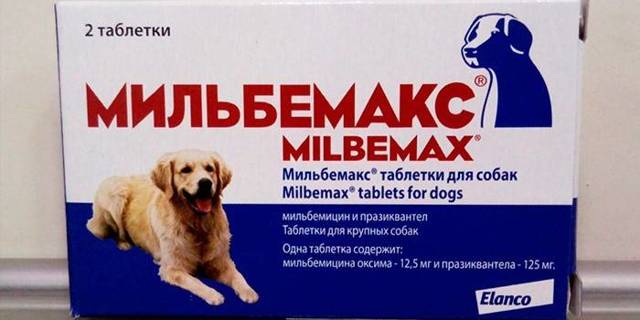 Как вывести глистов у собак самостоятельно: дать таблетку, лечение