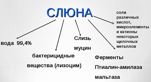 Протоки слюнных желез: определение, строение, виды, выполняемые функции, анатомия, физиология, возможные заболевания и методы лечения