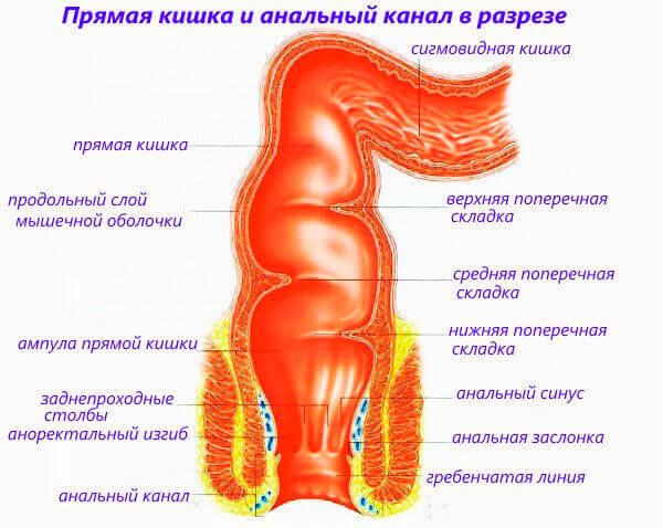 Анатомическое строение ануса человека