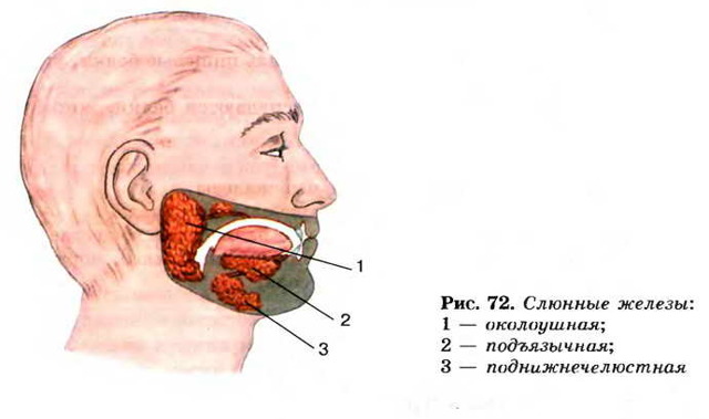 Воспаление слюнной железы под языком: причины, симптомы и лечение опухоли под языком