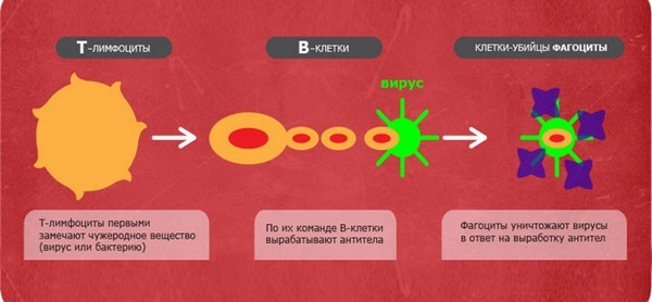 Рассеянный склероз и беременность, можно ли рожать, отзывы