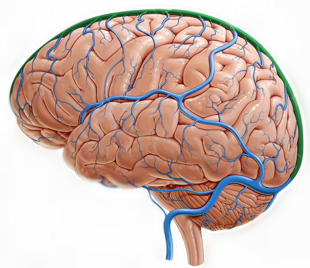 Венозная дисциркуляция головного мозга в ВББ: что это такое, признаки