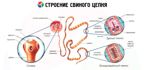 Свиной цепень строение рисунок с надписями