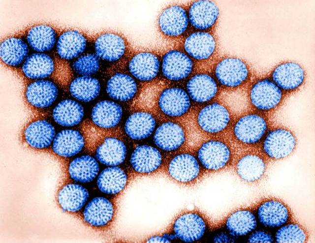Прививка от ротовирусных инфекций детям до года и после