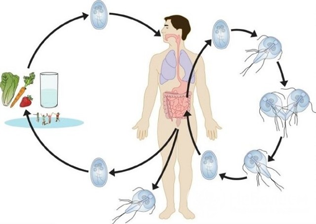 Лямблиоз у детей – симптомы, лечение, диета, признаки