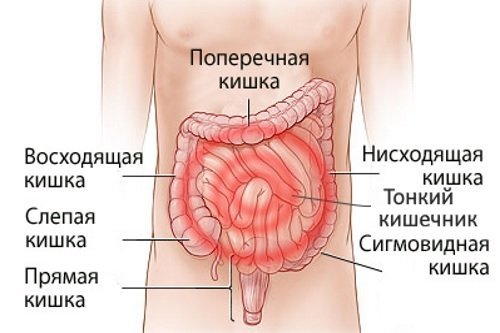 Заболевания кишечника: симптомы и признаки болезни, диагностика и лечение