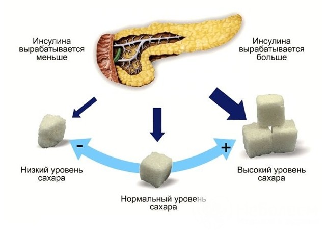 Поджелудочная железа вырабатывает какие гормоны?