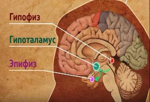 Поджелудочная железа вырабатывает какие гормоны?