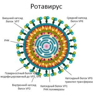 Ротавирусная инфекция (ротавирус): симптомы, лечение