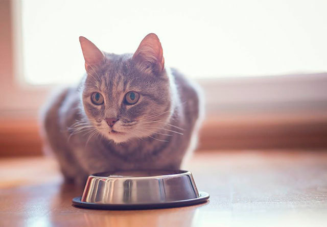 Панкреатит у кошек и правила кормления