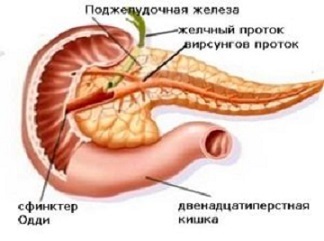 Поджелудочная железа - где находится и как болит орган человека