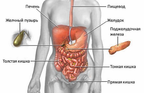 Болит желудок или поджелудочная железа: как определить это по симптомам.