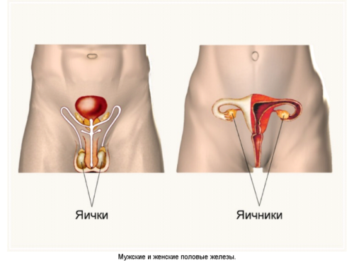 Особенности гормонов поджелудочной железы