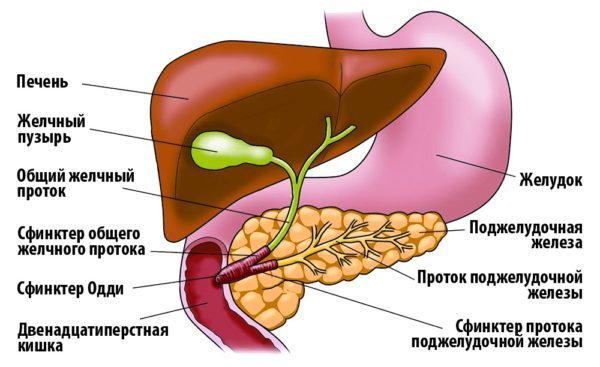 Болезни печени и поджелудочной железы: симптомы и лечение