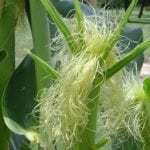 Кукурузные рыльца как заваривать при панкреатите