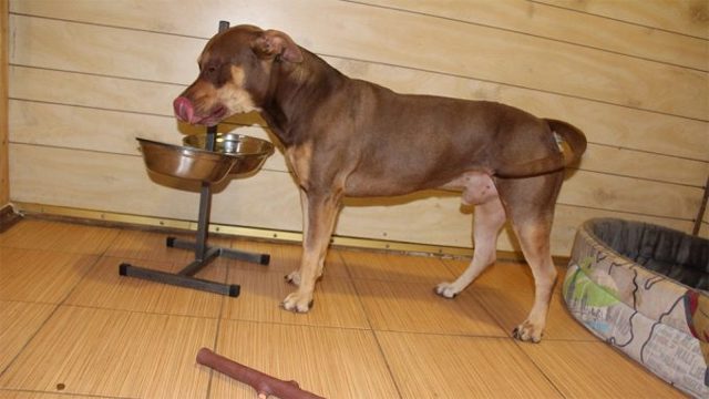 Панкреатит у собак: симптомы, лечение и диета