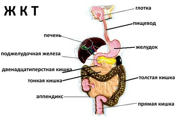 Врач гастроэнтеролог - кто это и что лечит? Запись на приём