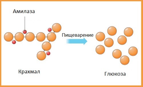 Альфа амилаза повышена в крови - причины, норма и лечение у взрослых