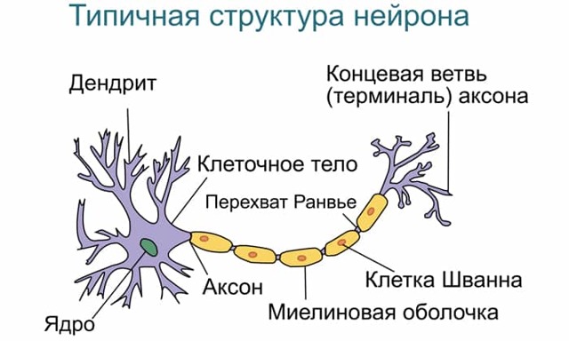 АКТОВЕГИН И МЕКСИДОЛ: можно ли принимать одновременно (совместимость)