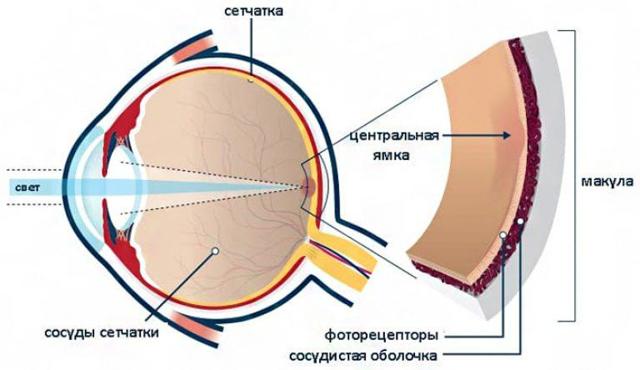 Как и для чего проверяют глазное дно?