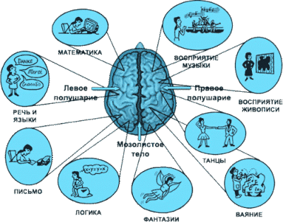 Правое полушарие головного мозга: за что отвечает, основные функции